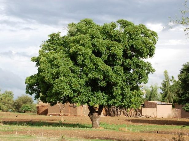 albero-karité